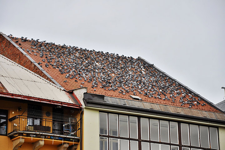 A2B Pest Control are able to install spikes to deter birds from roofs in Woodbridge. 