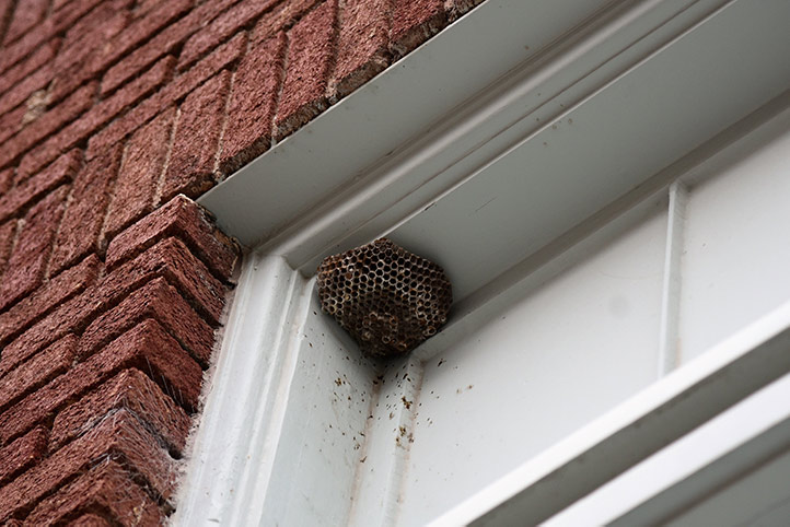 We provide a wasp nest removal service for domestic and commercial properties in Woodbridge.
